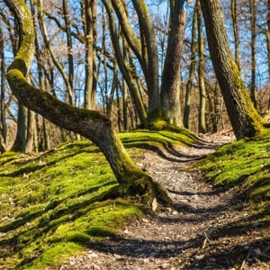 Path in ancient woodland